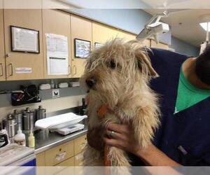 Mutt Dogs for adoption in Riverside, CA, USA
