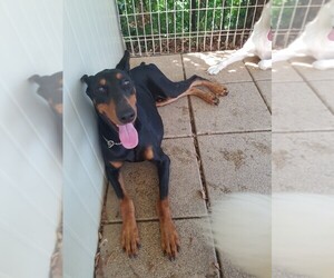 Doberman Pinscher Dogs for adoption in Redmond, WA, USA