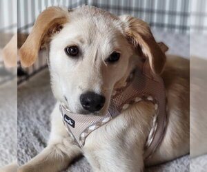 Golden Retriever-Unknown Mix Dogs for adoption in Minneapolis, MN, USA