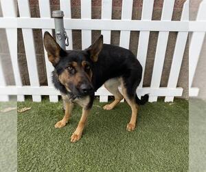 German Shepherd Dog-Unknown Mix Dogs for adoption in Modesto, CA, USA