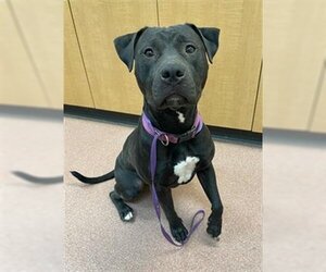 American Staffordshire Terrier-Unknown Mix Dogs for adoption in Ogden, UT, USA