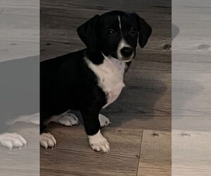 Chiweenie Dogs for adoption in MIDWAY, UT, USA