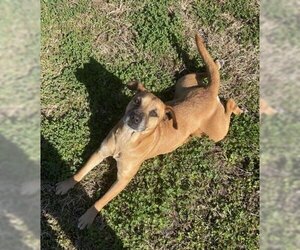 Black Mouth Cur-Carolina Dog Mix Dogs for adoption in Corpus Christi, TX, USA
