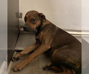 Staffordshire Bull Terrier Dogs for adoption in Modesto, CA, USA
