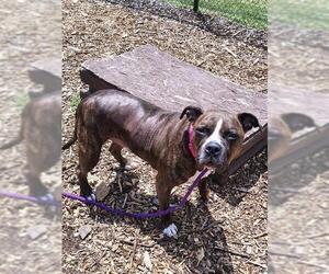 Boxer-Unknown Mix Dogs for adoption in Waterford, VA, USA