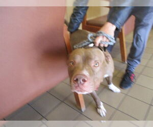 Staffordshire Bull Terrier Dogs for adoption in Ocala, FL, USA
