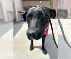 Labrador Retriever-Unknown Mix Dogs for adoption in San Diego, CA, USA