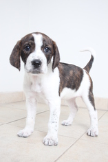 Small Mountain Cur-Treeing Walker Coonhound Mix
