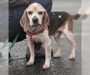 Beagle Dogs for adoption in Lawrenceville, NJ, USA