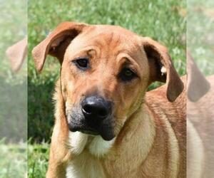 Mutt Dogs for adoption in Nashville, IN, USA
