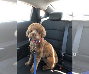 Sproodle Dogs for adoption in McKinney, TX, USA