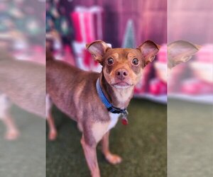 Miniature Pinscher-Unknown Mix Dogs for adoption in Phoenix, AZ, USA