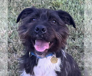 Mutt Dogs for adoption in Newfield, NJ, USA