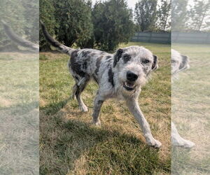 Aussiedoodle Dogs for adoption in Germantown, OH, USA