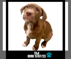 Medium Photo #1 American Bulldog Puppy For Sale in GILBERTS, IL, USA