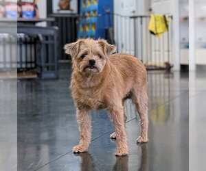 Mutt Dogs for adoption in Vail, AZ, USA