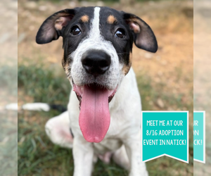 Jack Russell Terrier-Unknown Mix Dogs for adoption in Boston, MA, USA