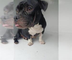 Bull-Boxer Dogs for adoption in Houston, TX, USA