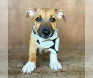 Basset Hound Dogs for adoption in Fredericksburg, TX, USA