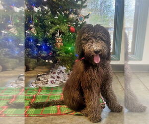 Poodle (Standard)-Unknown Mix Dogs for adoption in Minneapolis, MN, USA