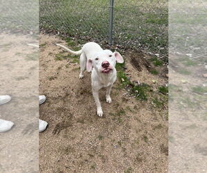 American Pit Bull Terrier-Unknown Mix Dogs for adoption in Oak Bluffs, MA, USA