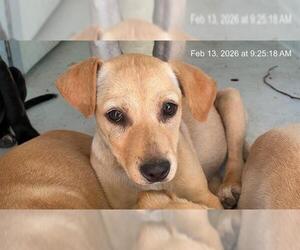 Labrador Retriever-Unknown Mix Dogs for adoption in Ocala, FL, USA