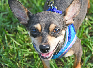 Chipin Dogs for adoption in Fernandina Beach, FL, USA