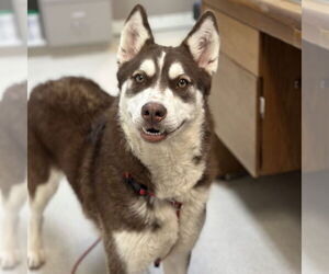 - Mix Dogs for adoption in Rohnert Park, CA, USA