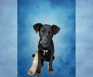Labrador Retriever-Unknown Mix Dogs for adoption in Riverside, CA, USA