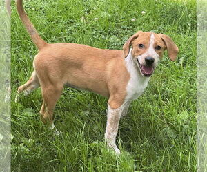 Labrador Retriever-Unknown Mix Dogs for adoption in pomfret, CT, USA