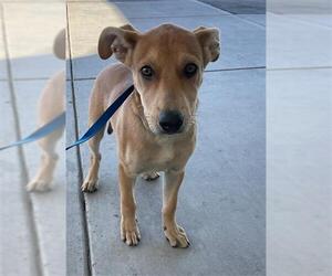 Labrador Retriever Dogs for adoption in Bakersfield, CA, USA