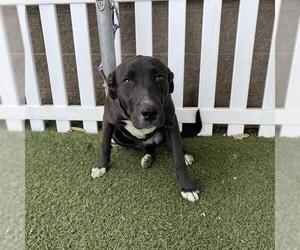 American Pit Bull Terrier-Labrador Retriever Mix Dogs for adoption in Modesto, CA, USA