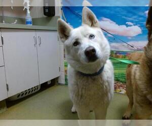 Siberian Husky Dogs for adoption in Moreno Valley, CA, USA