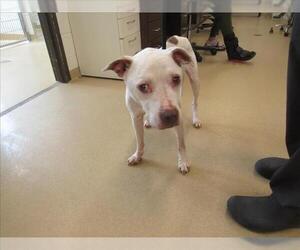 American Pit Bull Terrier Dogs for adoption in Derwood, MD, USA