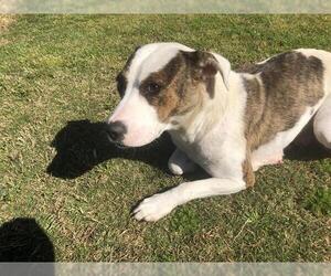 Boxador Dogs for adoption in Grovetown, GA, USA