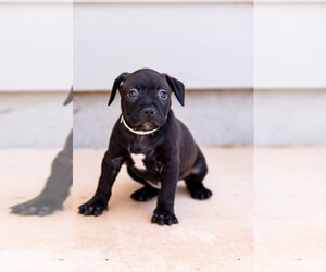 Labrador Retriever-Staffordshire Bull Terrier Mix Dogs for adoption in El Cajon, CA, USA