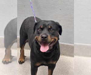 Rottweiler-Unknown Mix Dogs for adoption in Las Vegas, NV, USA