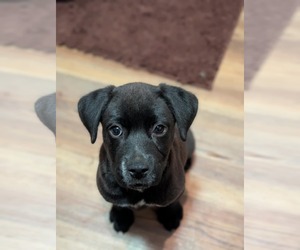 Retriever -Unknown Mix Dogs for adoption in Holly Springs, NC, USA