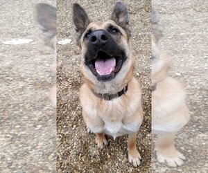 German Shepherd Dog-Mastiff Mix Dogs for adoption in Estherville, IA, USA