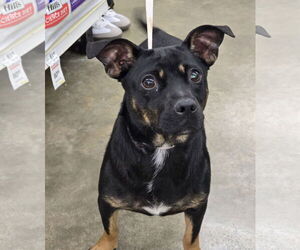 Dachshund-Unknown Mix Dogs for adoption in Missouri City, TX, USA