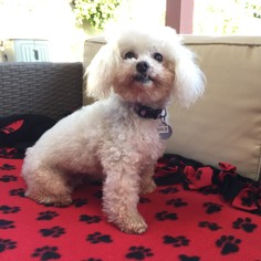 Poodle (Toy) Dogs for adoption in Placentia, CA, USA