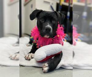 Mutt Dogs for adoption in Stockton, CA, USA