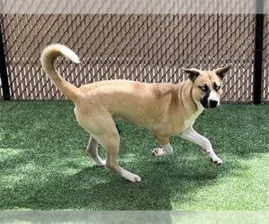 German Shepherd Dog-Huskies  Mix Dogs for adoption in Norco, CA, USA