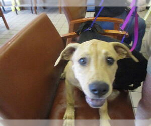 Labrador Retriever Dogs for adoption in Ocala, FL, USA