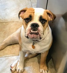 Bulldog Dogs for adoption in Rockaway, NJ, USA