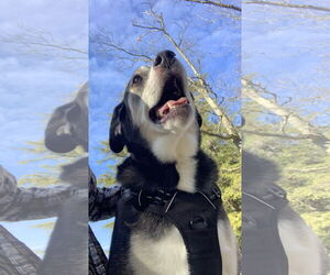 Labsky Dogs for adoption in Rootstown, OH, USA