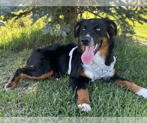 Australian Shepherd Dogs for adoption in Ames, IA, USA