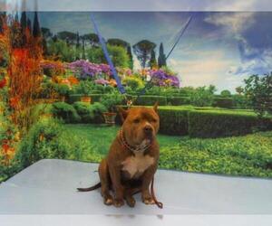Staffordshire Bull Terrier Dogs for adoption in Moreno Valley, CA, USA