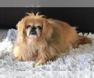 Pekingese Dogs for adoption in Akron, OH, USA