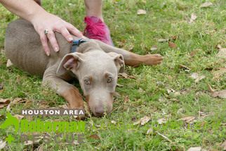 Doberman Pinscher Dogs for adoption in Cypress, TX, USA